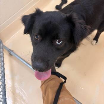 Vader -  Mixed Breed Dog for Adoption in Winston-salem, North Carolina - Vader | PetCurious