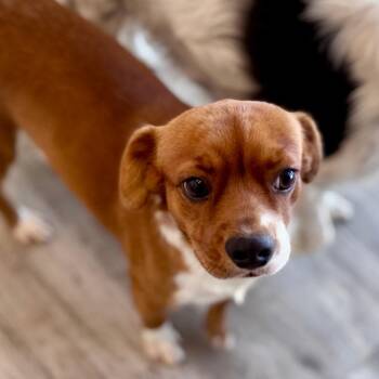 Freddy -  Terrier and Mixed Breed Dog for Adoption in Green Bay, Wisconsin - Freddy | PetCurious