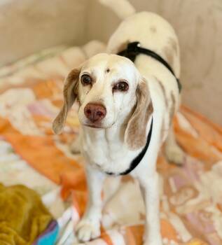 Copper -  Beagle Dog for Adoption in Columbia, Illinois - Copper | PetCurious