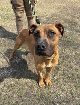 Rescue Mixed Breed Dogs for Adoption in Philadelphia, Pennsylvania - Marigold | PetCurious