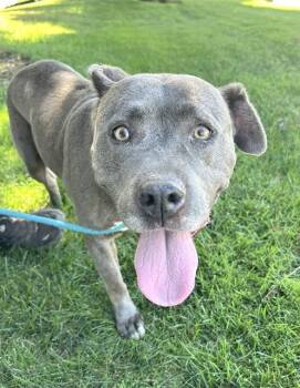 IRIS -  Pit Bull Terrier Dog for Adoption in Sacramento, California - IRIS | PetCurious
