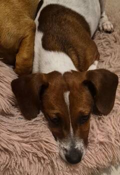 Dachshund and Chihuahua Dogs Available for Adoption - Milo | PetCurious