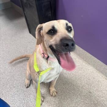 Jalapeno -  Black Mouth Cur and Mixed Breed Dog for Adoption in Englewood, Florida - Jalapeno | PetCurious