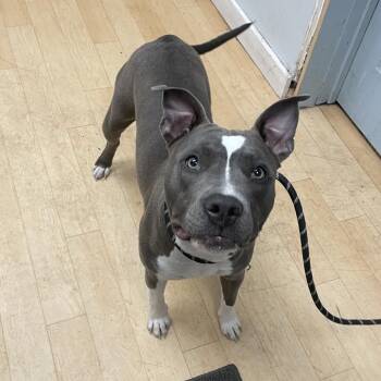 Harley    SPWA-Stray-148804 -  American Staffordshire Terrier and Mixed Breed Dog for Adoption in Spokane, Washington - Harley    SPWA-Stray-148804 | PetCurious