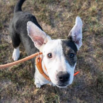 Sky -  Mixed Breed Dog for Adoption in Yellville, Arkansas - Sky | PetCurious