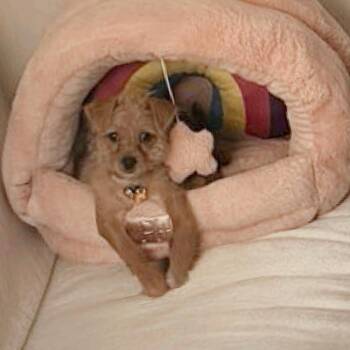 Brown Bear -  Chihuahua and Terrier Dog for Adoption in Houston, Texas - Brown Bear | PetCurious