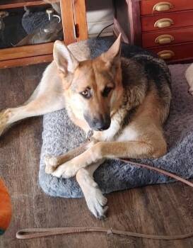 Adi -  German Shepherd Dog Dog for Adoption in Xenia, Ohio - Adi | PetCurious