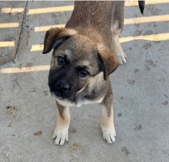 Rescue Cattle Dog Dogs for Adoption in Fort Lupton, Colorado - Cornifer | PetCurious