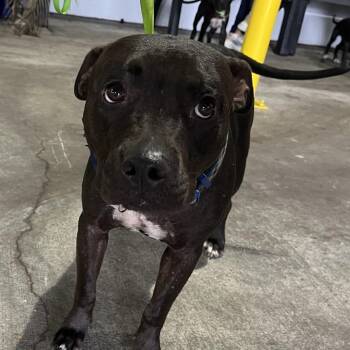 Ummi -  Terrier Dog for Adoption in Tampa, Florida - Ummi | PetCurious