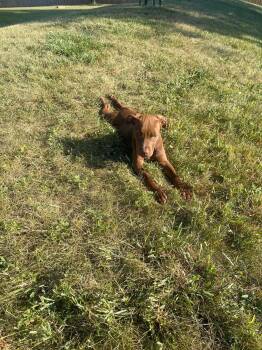 Snickers -  Mixed Breed Dog for Adoption in Kenosha, Wisconsin - Snickers | PetCurious