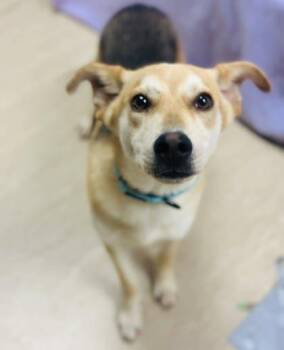 Mixed Breed Dogs Available for Adoption in West Chester, Pennsylvania - Shawn | PetCurious