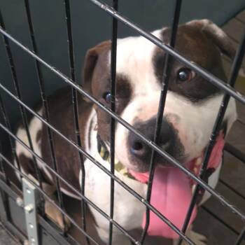 Beast -  Pit Bull Terrier and Mixed Breed Dog for Adoption in Moses Lake, Washington - Beast | PetCurious