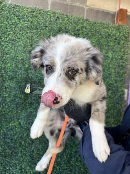 61765300 -  Australian Cattle Dog Blue Heeler and Mixed Breed Dog for Adoption in El Paso, Texas - 61765300 | PetCurious