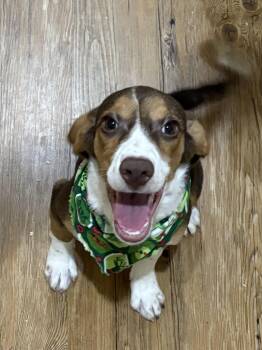 Rescue Collie Dogs for Adoption in Pilot Point, Texas - Austin | PetCurious