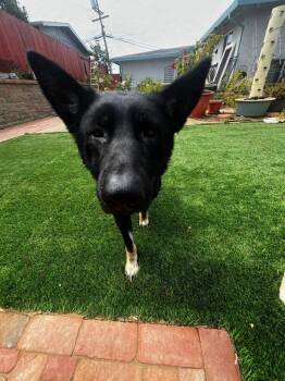 Ruby -  German Shepherd Dog Dog for Adoption in Vallejo, California - Ruby | PetCurious