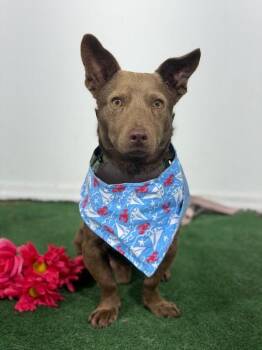 Captain sausage-One of our Amazing Rescue Dogs -  Dachshund and Corgi Dog for Adoption in Carlsbad, California - Captain Sausage-One Of Our Amazing Rescue Dogs | PetCurious