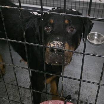 CHOCO -  Rottweiler Dog for Adoption in St. Louis, Missouri - CHOCO | PetCurious