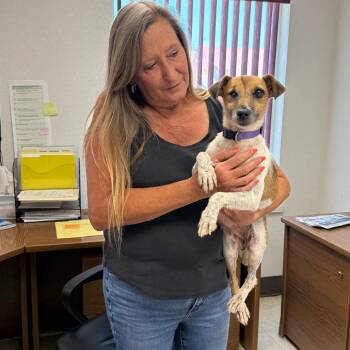 Jane -  Jack Russell Terrier Dog for Adoption in Asher, Oklahoma - Jane | PetCurious