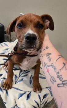 Connor Yrly 242 -  Boxer and Pit Bull Terrier Dog for Adoption in Sidney, Ohio - Connor Yrly 242 | PetCurious