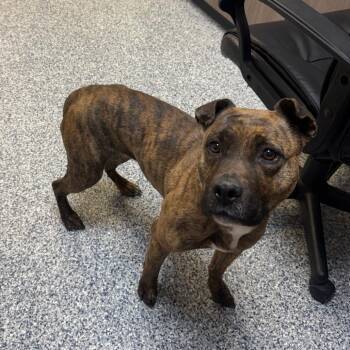 Pit Bull Terrier and None Dogs Available for Adoption in Great Falls, Montana - Athena | PetCurious