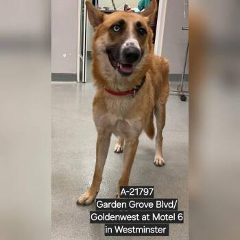 Akita and Boxer Dogs Available for Adoption in Westminster, California - WAGS-Stray-21797 | PetCurious