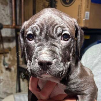 Hannah -  Mixed Breed Dog for Adoption in Dekalb, Illinois - Hannah | PetCurious