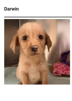 Darwin -  Feist and Labrador Retriever Dog for Adoption in Westport, Connecticut - Darwin | PetCurious