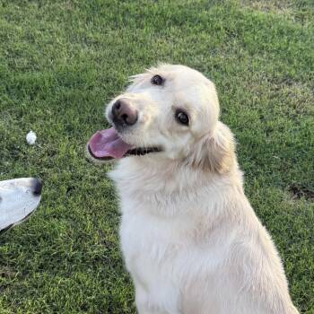 Ponyo -  Golden Retriever Dog for Adoption in Gilbert, Arizona - Ponyo | PetCurious
