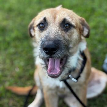 Rescue Mixed Breed Dogs for Adoption in Mettawa, Illinois - Gracie- Scruffy Sweet Sensitive Girl | PetCurious