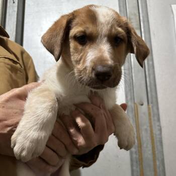 Australian Cattle Dog Blue Heeler and Mixed Breed Dogs Available for Adoption - PILOT | PetCurious