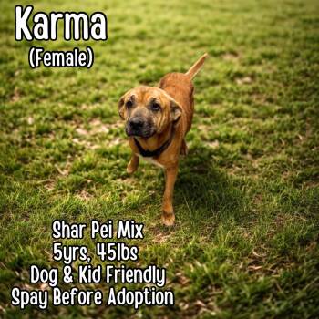 Shar Pei Dogs Available for Adoption in Lancaster, Kentucky - Karma | PetCurious