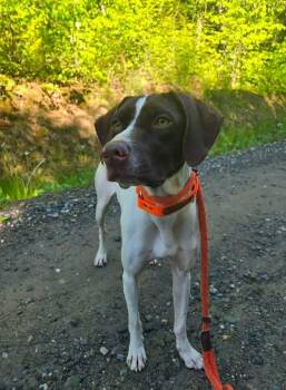 Fia -  German Shorthaired Pointer Dog for Adoption in Brooks, Maine - Fia | PetCurious