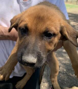 Rescue Terrier Dogs for Adoption in San Antonio, Texas - SUN | PetCurious