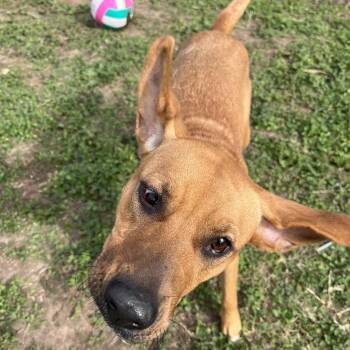 Shepherd Dogs Available for Adoption in Edinburg, Texas - Tiff | PetCurious