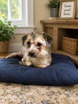 Bruno -  Maltese and Havanese Dog for Adoption in Brownstown, Indiana - Bruno | PetCurious
