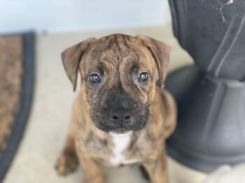 Birdie -  Labrador Retriever and Catahoula Leopard Dog Dog for Adoption in Union Grove, Wisconsin - Birdie | PetCurious