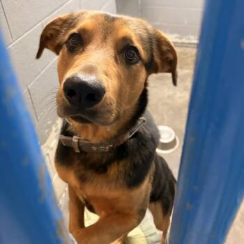 German Shepherd Dog and Hound Dogs Available for Adoption in Franklin, North Carolina - Miller | PetCurious