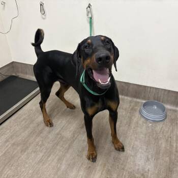 Granola Boy -  Doberman Pinscher Dog for Adoption in Pasadena, California - Granola Boy | PetCurious
