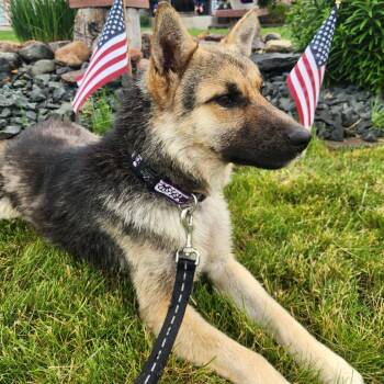 Shepherd and Mixed Breed Dogs Available for Adoption in Buffalo, Minnesota - Sabrino | PetCurious
