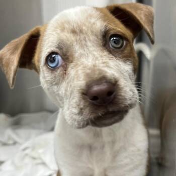 American Bully Dogs Available for Adoption - Freckles (FOSTER; FOSTER-TO-ADOPT) | PetCurious