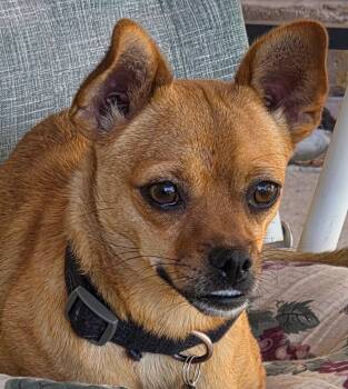Peanut -  Chihuahua Dog for Adoption in Albuquerque, New Mexico - Peanut | PetCurious