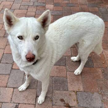 Snow White -  White German Shepherd Dog for Adoption in Torrance, California - Snow White | PetCurious