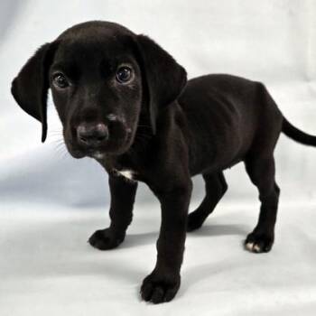 Trek -  Labrador Retriever and Mixed Breed Dog for Adoption in Morton Grove, Illinois - Trek | PetCurious
