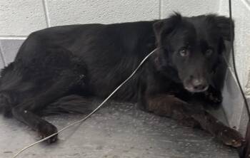 DINOZZO -  Border Collie Dog for Adoption in Corpus Christi, Texas - DINOZZO | PetCurious