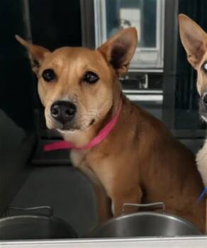 FOXY -  Anatolian Shepherd and Mixed Breed Dog for Adoption in Oklahoma City, Oklahoma - FOXY | PetCurious