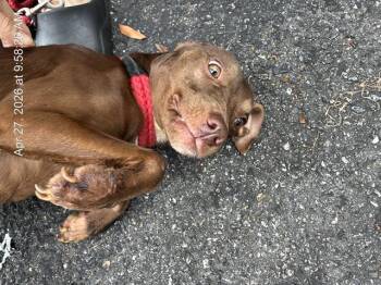 Pit Bull Terrier and Mixed Breed Dogs Available for Adoption in Ocala, Florida - NIXIE | PetCurious