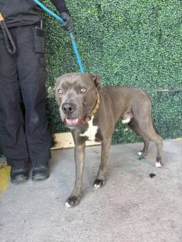 61621273 -  Pit Bull Terrier and Mixed Breed Dog for Adoption in El Paso, Texas - 61621273 | PetCurious