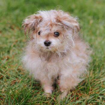 Washcloth -  Yorkshire Terrier Dog for Adoption in Northbrook, Illinois - Washcloth | PetCurious