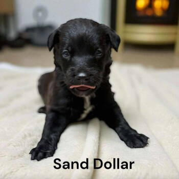 Rescue Border Collie and Labrador Retriever Dogs for Adoption in Gilberts, Illinois - Sand Dollar | PetCurious