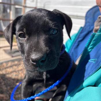 Mixed Breed Dogs Available for Adoption - Pancake | PetCurious